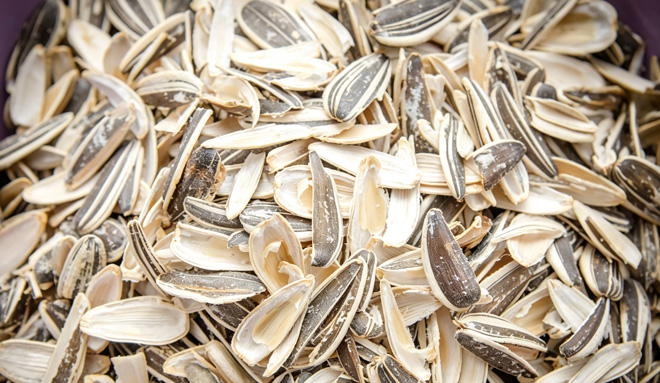 Sunflower Husks