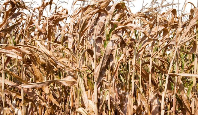 Corn Stalks