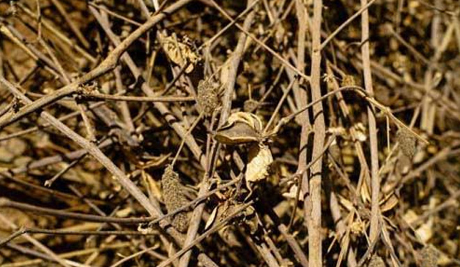 Cotton Stalks