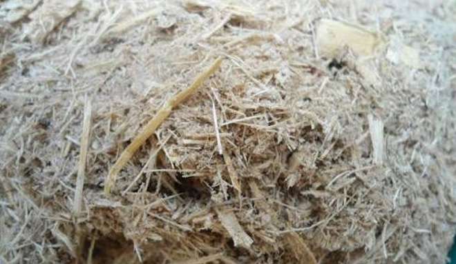 Bagasse