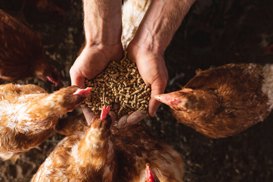 Poultry Feed